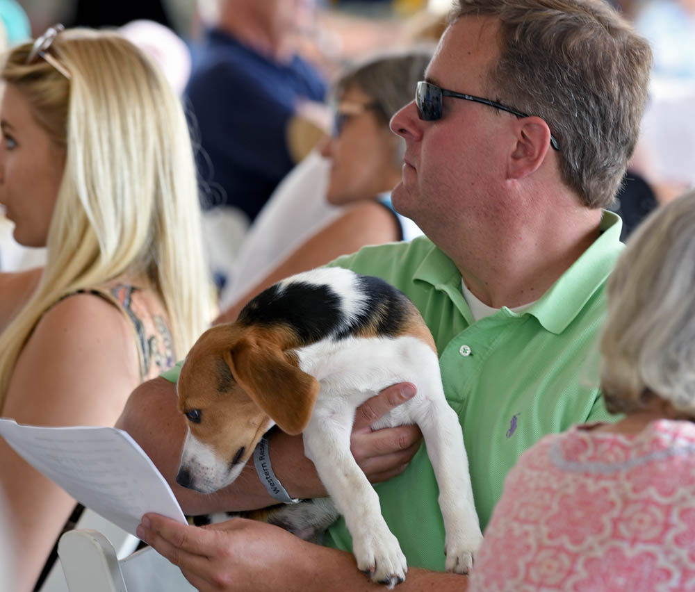 Sizzle, a four-month-old purebred member of the Chagrin Valley Hunt beagle corps